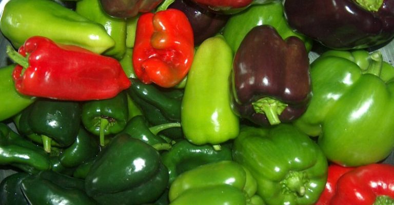 طرح توجیه فنی مالی و اقتصادی احداث گلخانه فلفل زنگوله ای ۳۵۰ متر سال ۹۶