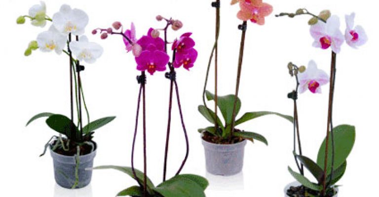 طرح توجیه فنی مالی و اقتصادی احداث گلخانه گل ارکیده فالانوپسیس(ارکیده‌ی پروانه‌ای یا ارکیده شاپرکی) سال ۹۶