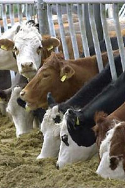طرح توجیهی ایجاد واحد نیمه صنعتی ۱۰ راسی پرورش گاو شیری (۱۳۹۵)
